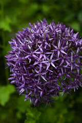 purple flower