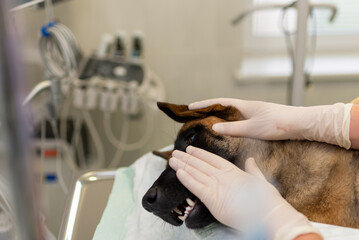 Vet doctors hands caressing dog's head after surgery.Closeup of anesthetized dog's head during surgery.