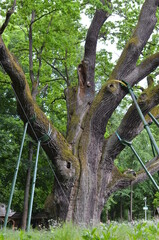 Dąb , Bartek , Zagnańsk  , Zagnańsk  dąb Bartek stary Dąb  