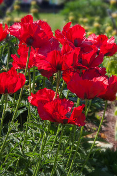 red poppies