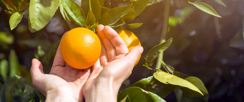 Women's hands pick juicy tasty oranges from a tree in the garden, harvesting on a sunny day.