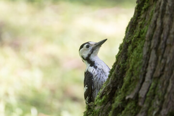 woodpecker in the park on a tree
