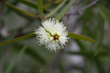 Fleur de Niaouli - Melaleuca quinquenervia (Cav.) S.T.Blake