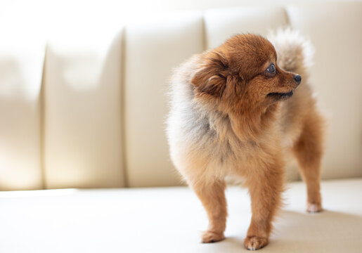Portrait of cute pomeranian dog on the sofa in the home.