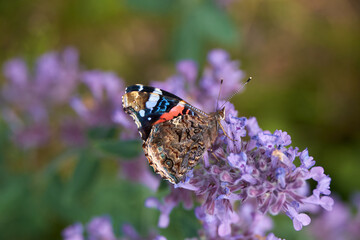 Schmetterling, Admiral, auf blühender Katzenminze.