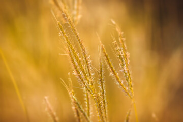 Obraz premium Abstract blurred background of the wildflower in nature, vintage Tones. Close up image of grass flower with sunset warm light in autumn. 