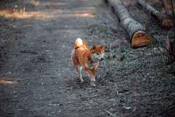 Happy dog walking in the forest