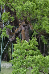 Dąb , Bartek , Zagnańsk  , Zagnańsk  dąb Bartek stary Dąb  