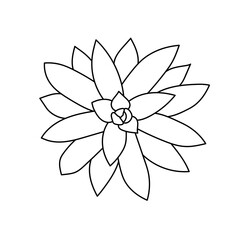 Succulent echeveria agavoides in doodle style. Vector illustration plant hand drawn. Black outline isolated element on a white background. Sketch desert flower for print and design.