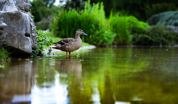 Pato en el borde del estanco a punto de nadar 