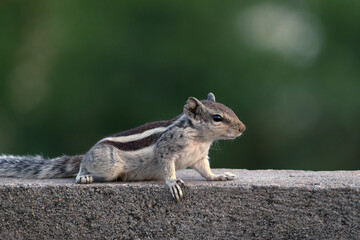 A Three-Striped Palm Squirrel (Funambulus palmarum), Rajasthan, India.