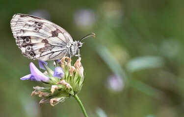 Melanargia butterfly close-up