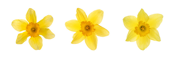 Set with beautiful yellow daffodils on white background. Banner design