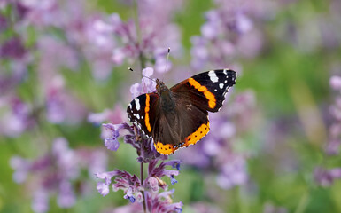Schmetterling, Admiral, auf blühender Katzenminze.