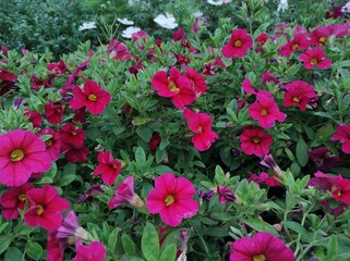 Calibrachoa 'Cabaret Cherry Rose'