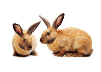 rabbits isolated on white background 
