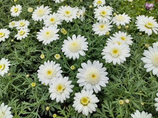 Argyranthemum 'Madeira Crested White'