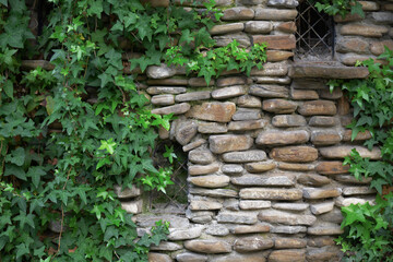 Small windows in a stone wall overgrown with a green loach