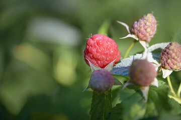 Branch with ripe and green raspberries in the summer garden