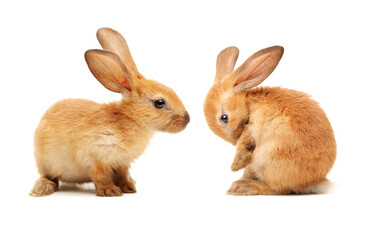 two rabbits on white background