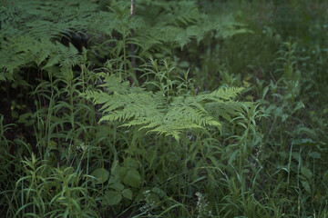 Dark fern leaf among forest grass