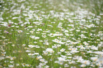 Summer, warm honey field covered with white daisies
