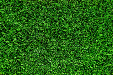 Background photography of green hedge, grass