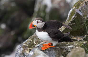 Atlantic puffin during the breading season on the Farne Islands in England UK
