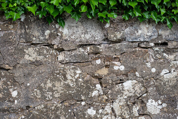 Textured background photography of wall and ivy