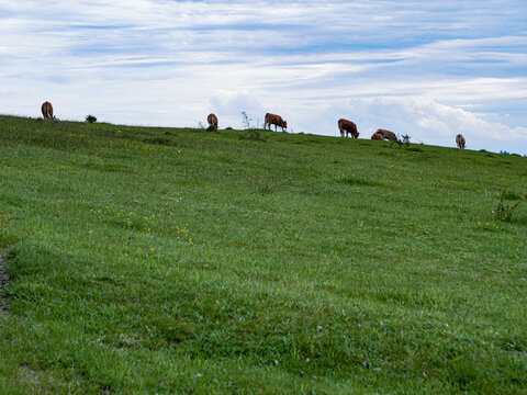 Cows grazing on a meadow in Mols Bjerge in Denmark