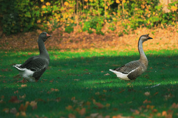 Cute country goose family