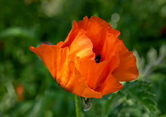 Fototapeta premium Orange poppy