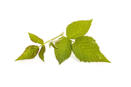 Fresh raspberry leaves isolated on white background. Rubus idaeus