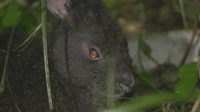A close-up of Amami Rabbit, a rare species of rabbit that is endemic to Amami Island, Japan.