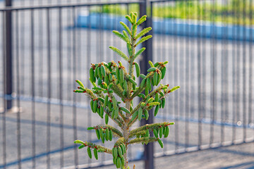 Decorative spruce trees (fir trees) in the park. Close-up. Soft focus
