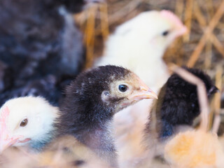 Young Baby Chicks
