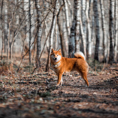 Happy dog walking in the forest