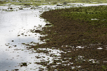 Low Summer Tide at a River Estuary