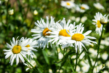 in summer, large and small daisies bloom in a large green field