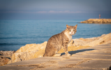 Portrait of a Beautiful Cat over Donnalucata Pier, Scicli, Ragusa, Sicily, Italy, Europe