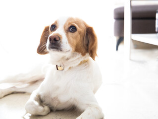 Cute kokoni dog poses for camera