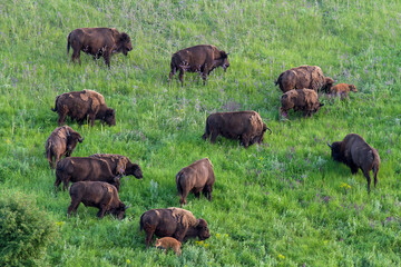 Bison herd grazing on green hill. Adult buffalos with babies.