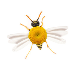 Daisy bee. Bee in a daisy pattern. One white daisy flower isolated on white background. Flat lay, top view. Floral pattern, object. Macro shot honey bee in daisy view. Photo manipulation.
