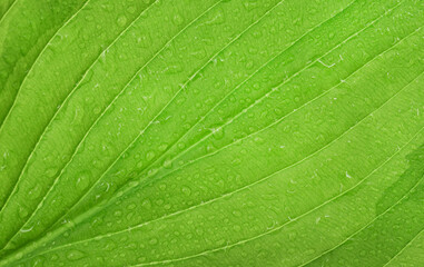 Green leaf with water drops close-up. Natural background