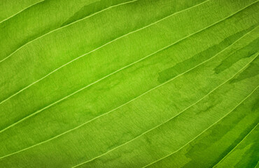 Green leaf close up. Natural background