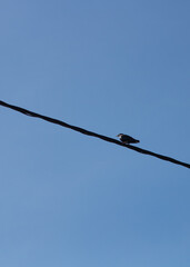 A spotless starling perching on electric cable isolated on a clear blue sky background. Minimalist photo of bird on wire with negative space and vertical orientation