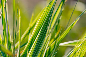 Bright flowers in the park in the early morning. Soft Focus