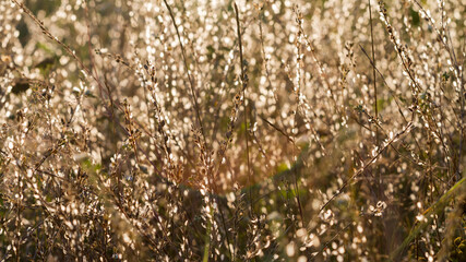 Fototapeta premium Rural grass scene.