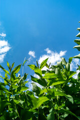 green leaves and blue sky