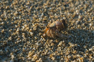 hermit crab on white pearl-like sand